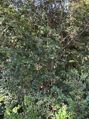 Diospyros nummularia