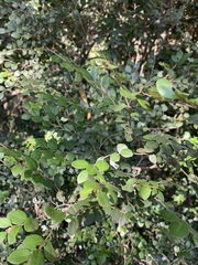 Diospyros nummularia