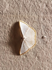 Leuciris