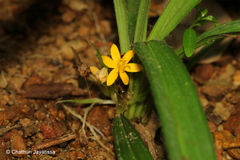 Curculigo orchioides