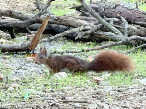 Eurasian Red Squirrel