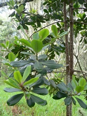 Myrsine lessertiana