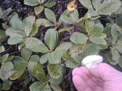 Macrolearia colensoi