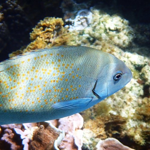 Girella cyanea observed 2026-10-08