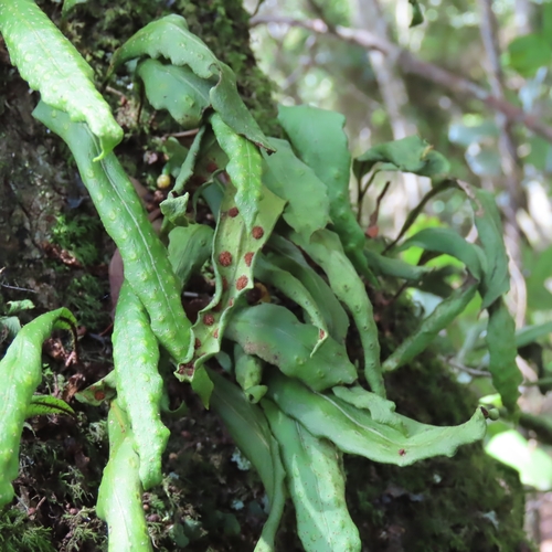 Pleopeltis macrocarpa observed 2026-10-19