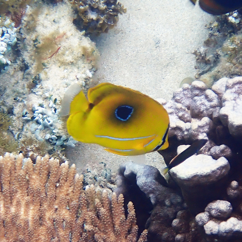 Chaetodon bennetti observed 2026-10-08