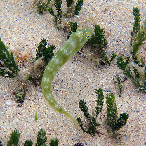Cymolutes praetextatus observed 2026-10-08