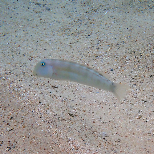 Cymolutes praetextatus observed 2026-10-08