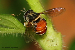Paragus crenulatus