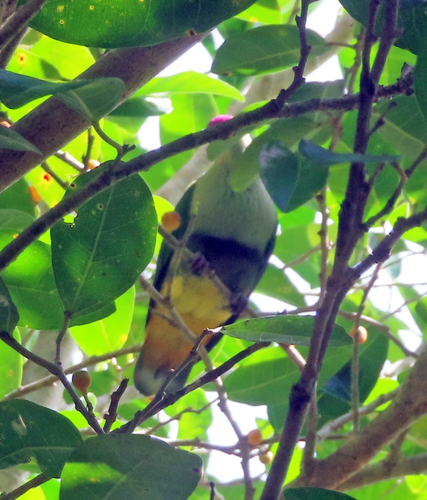 Ptilinopus porphyraceus observed 2026-10-17