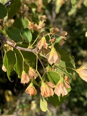Dombeya cymosa
