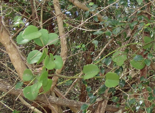 Cissus discolor observed 2026-10-04
