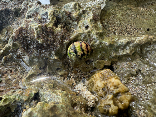 Nerita versicolor observed 2026-10-18