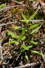 Moehringia macrophylla