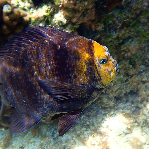Parma polylepis observed 2026-10-10