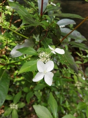 Hydrangea scandens