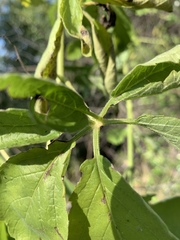 Cyphostemma buchananii