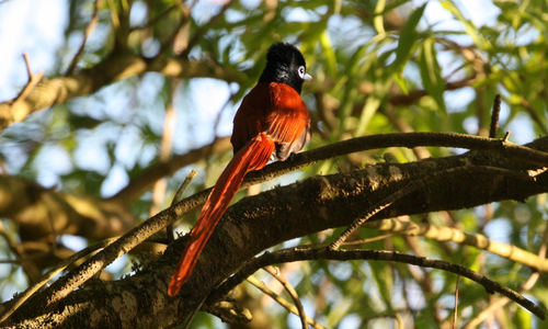 iNaturalist image
