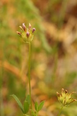 Trifolium oliganthum