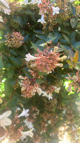 Abelia chinensis observed 2026-10-19