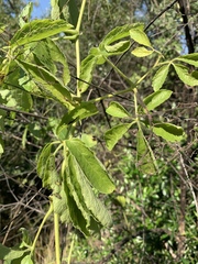 Cyphostemma buchananii