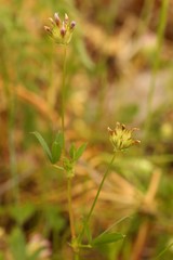Trifolium oliganthum