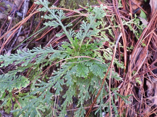 Selaginella pallescens observed 2026-10-11