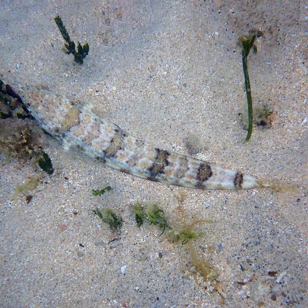 banded lizardfish