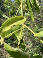 Cyphostemma buchananii