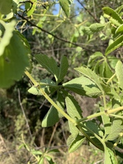 Cyphostemma buchananii