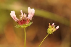 Trifolium oliganthum