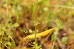 Trifolium oliganthum