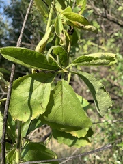 Cyphostemma buchananii