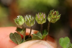 Trifolium microdon
