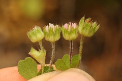 Trifolium microdon