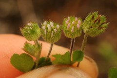 Trifolium microdon