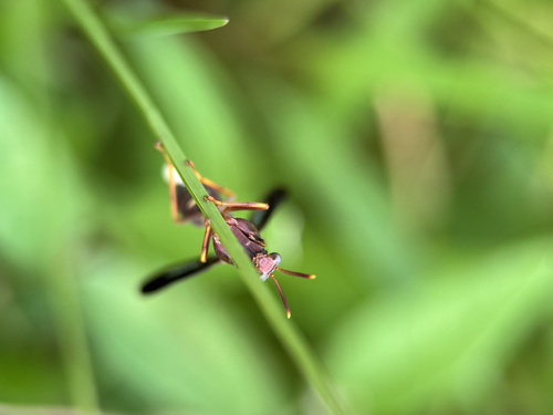 Brown Wasp Mantidfly