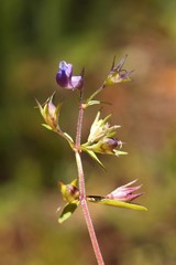 Collinsia grandiflora