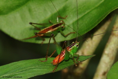 Conocephalus signatus