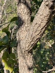 Turraea nilotica