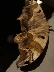 Arsenurinae