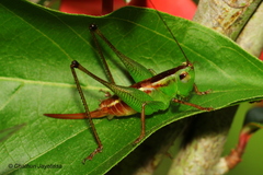 Conocephalus signatus