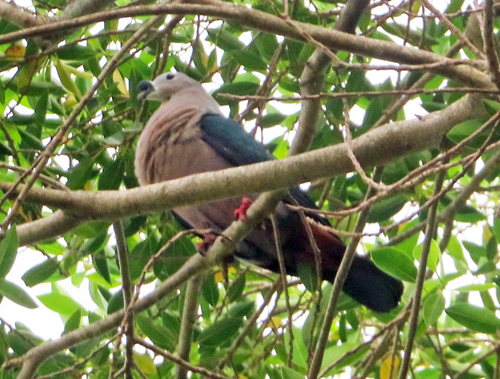 Ducula pacifica observed 2026-10-18