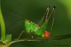 Conocephalus signatus