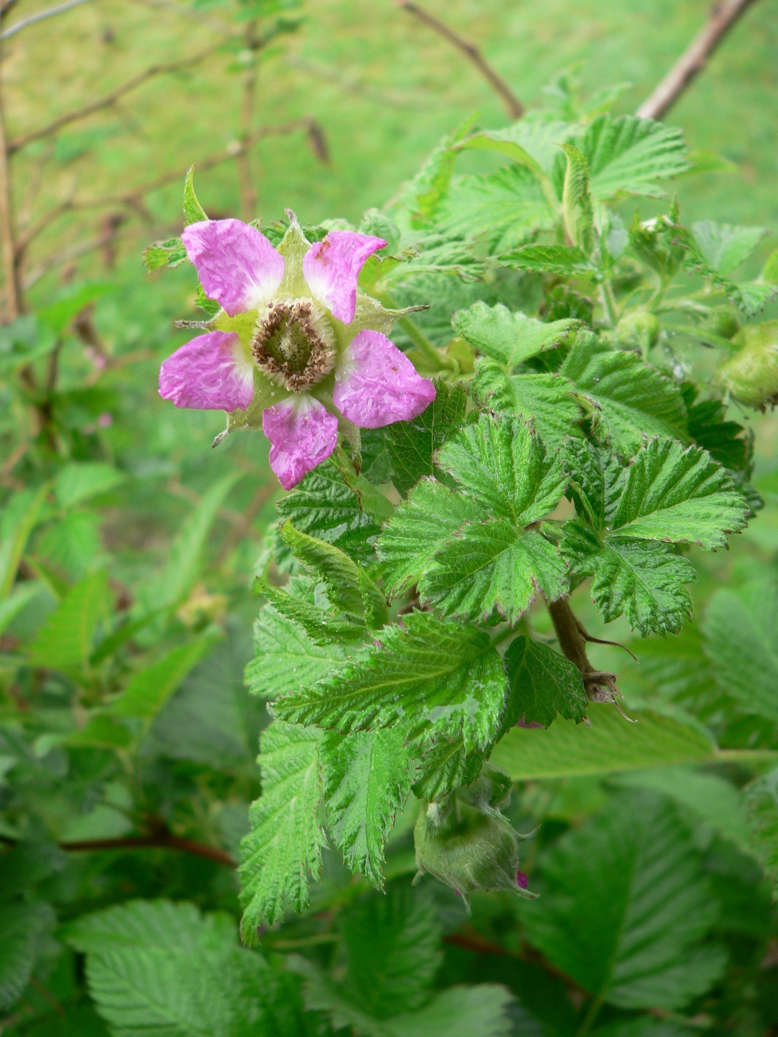 Rubus hawaiensis