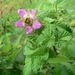 Rubus hawaiensis - Photo (c) Nicholas Sly,  זכויות יוצרים חלקיות (CC BY-NC), הועלה על ידי Nicholas Sly