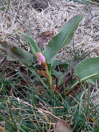 Bistorta officinalis observed 2026-10-19