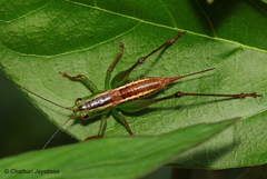 Conocephalus signatus