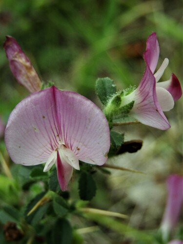 Ononis spinosa observed 2026-10-18