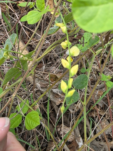 Rhynchosia minima observed 2026-10-19